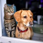 katze-hund