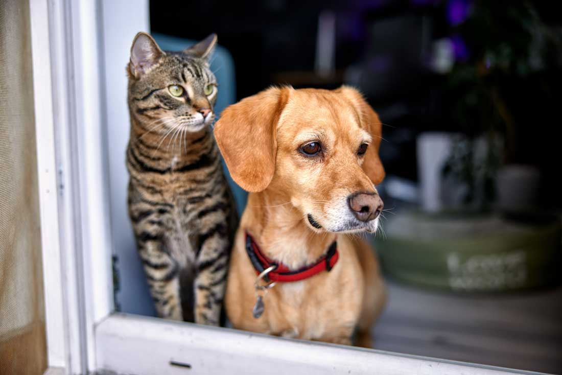 katze-hund