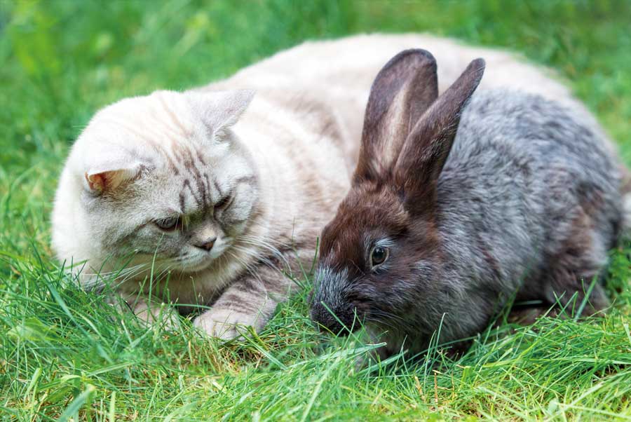 katze-kaninchen