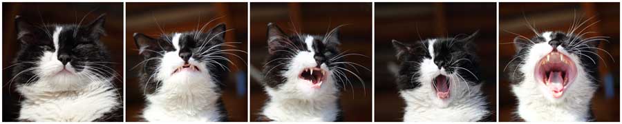 katzensprache-laute