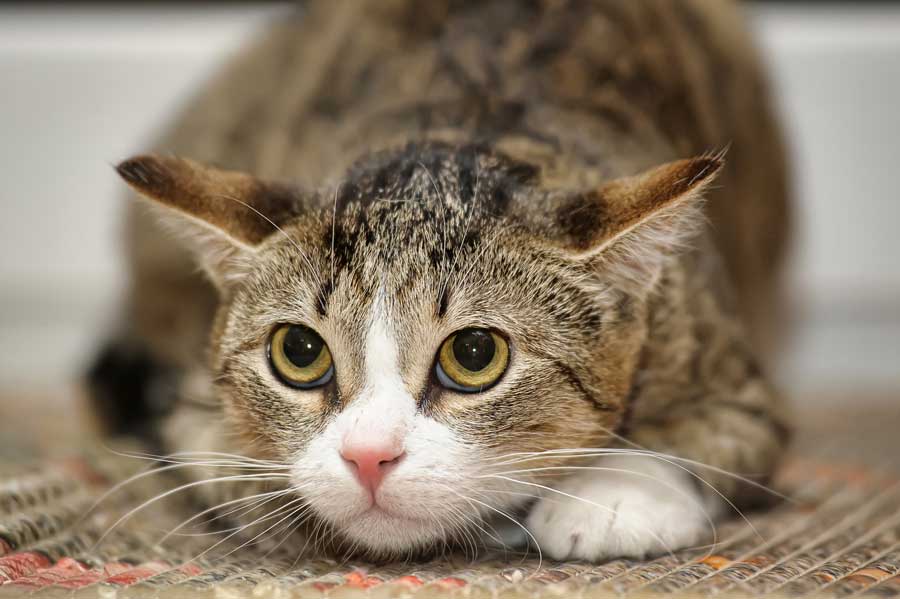 katzensprache
