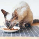 nassfutter-katze