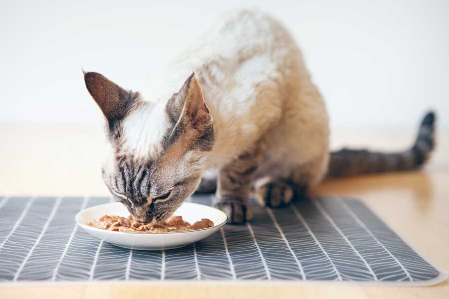 nassfutter-katze