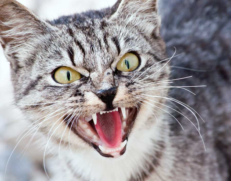 sprache-der-katzen