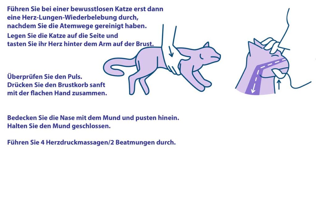 beatmung-katze