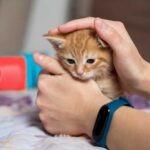 erste-hilfe-bei-katzen