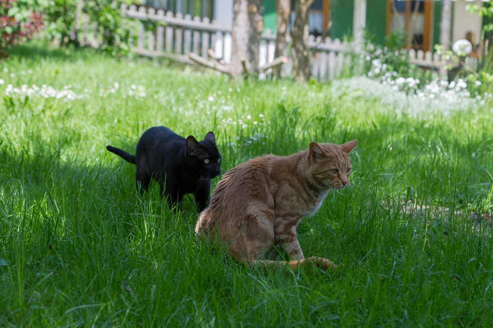 Mehrkatzenhaushalt