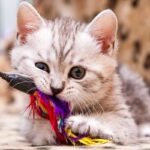 Katzenspielzeug für Kitten: Die besten Spielsachen für junge Katzen