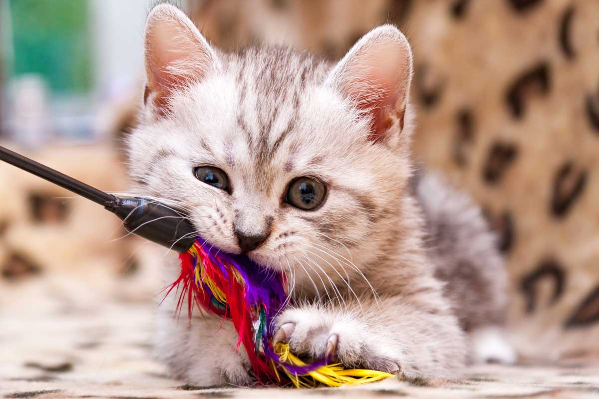 Katzenspielzeug für Kitten: Die besten Spielsachen für junge Katzen