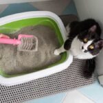 Katzenstreu Geruch neutralisieren: Die 7-Stufen-Frischluft-Methode