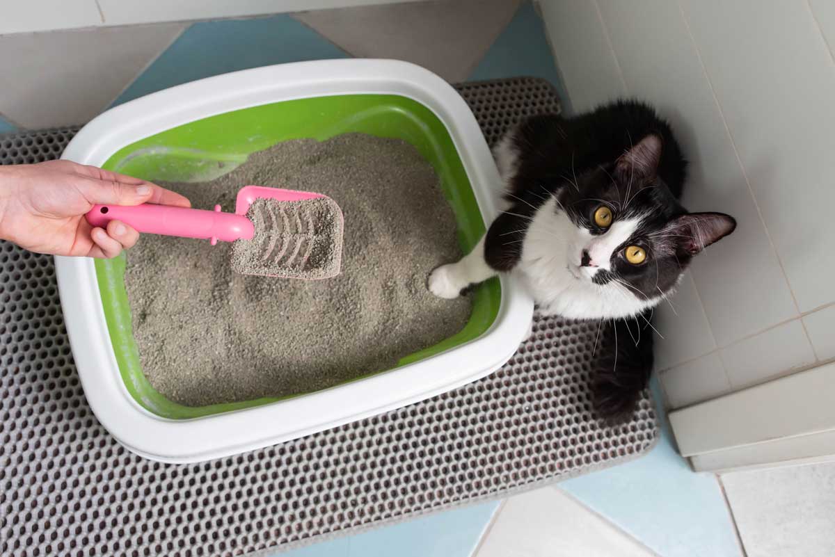Katzenstreu Geruch neutralisieren: Die 7-Stufen-Frischluft-Methode