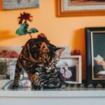 Bengal Katze: Charakter, Haltung und alles Wissenswerte im Überblick
