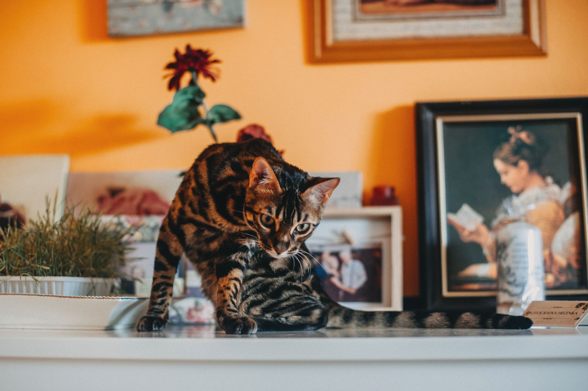 Bengal Katze: Charakter, Haltung und alles Wissenswerte im Überblick