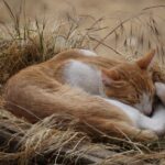 Biologisch abbaubares Katzenstreu: Was wirklich funktioniert Biologisch abbaubares Katzenstreu: Was wirklich funktioniert