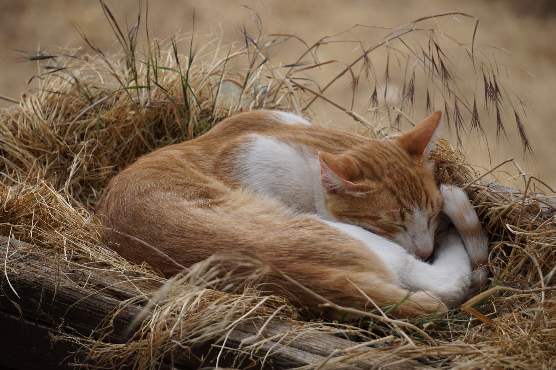 Biologisch abbaubares Katzenstreu: Was wirklich funktioniert