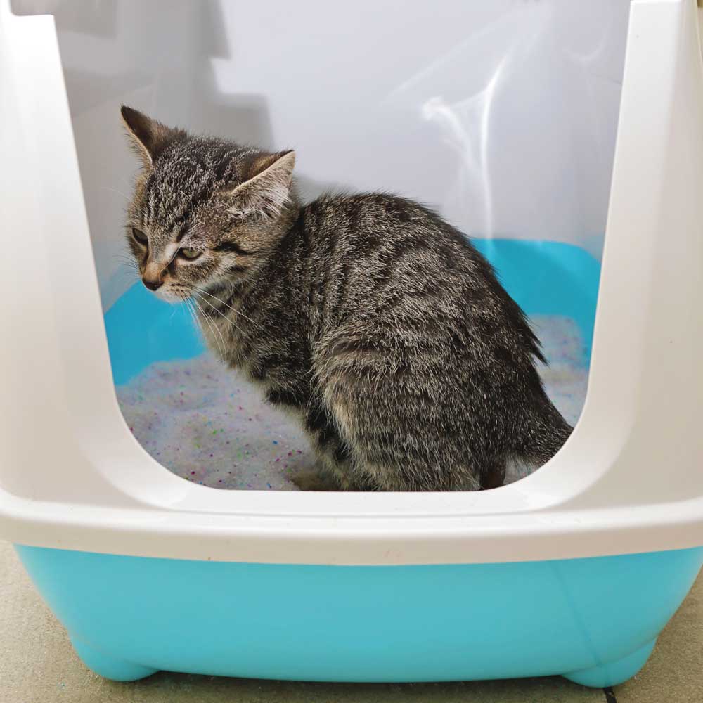 das-richtige-katzenstreu