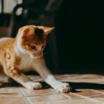 Die besten Katzenspielzeuge: 15 Ideen gegen Langeweile bei Wohnungskatzen Die besten Katzenspielzeuge: 15 Ideen gegen Langeweile bei Wohnungskatzen