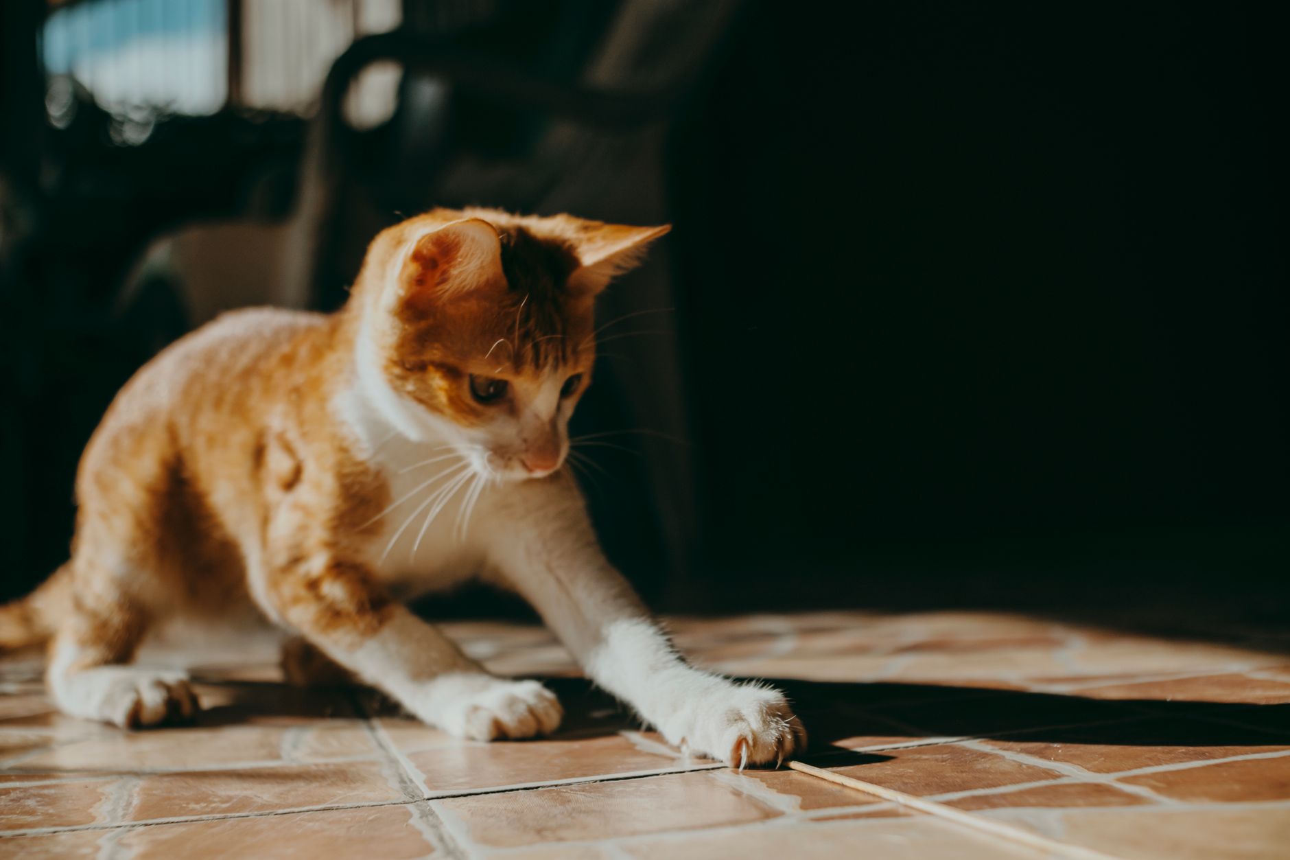 Die besten Katzenspielzeuge: 15 Ideen gegen Langeweile bei Wohnungskatzen