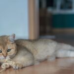 Elektrisches Katzenspielzeug: Automatische Spiele für aktive Katzen
