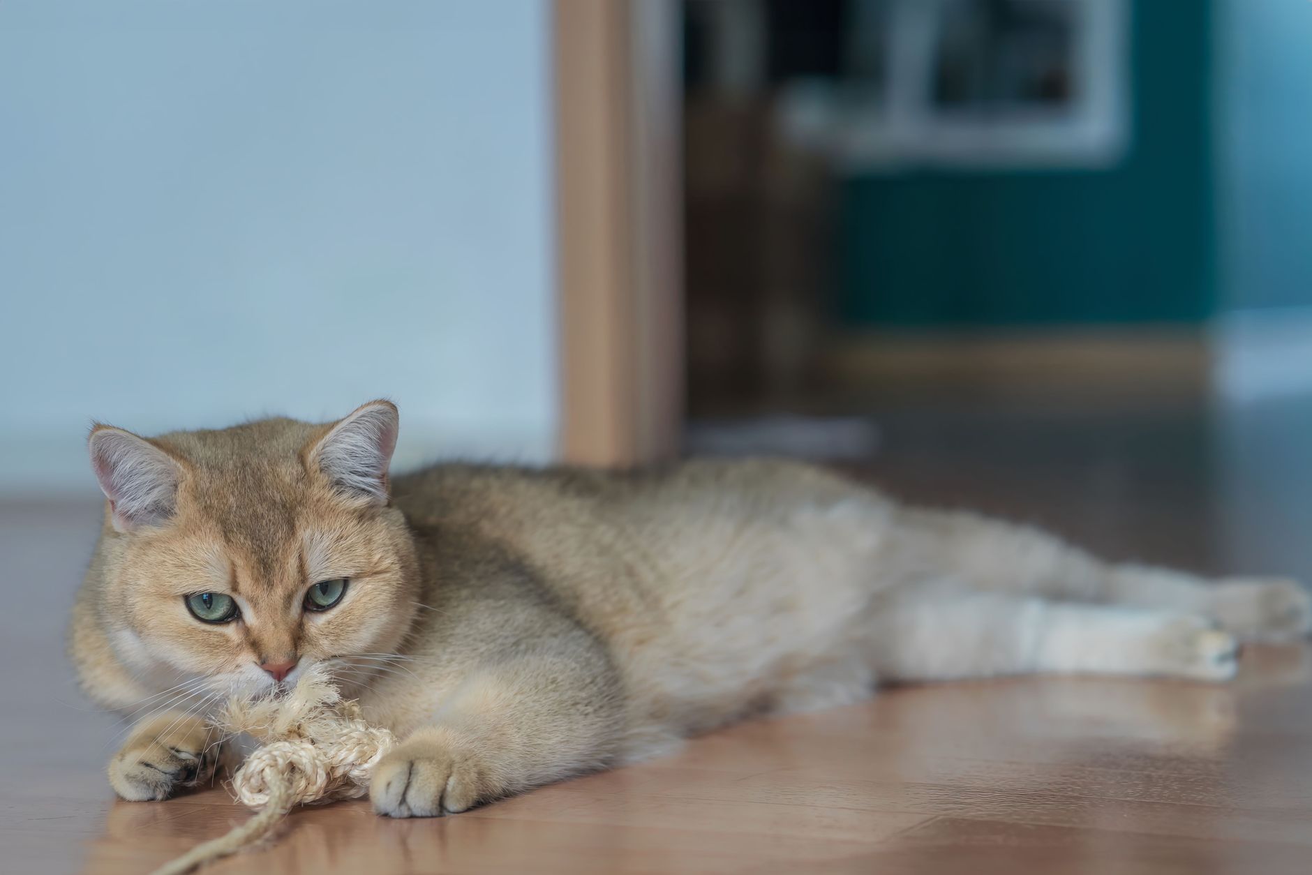 Elektrisches Katzenspielzeug: Automatische Spiele für aktive Katzen