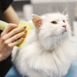 Giardien bei Katzen: Symptome, Behandlung und Vorbeugung Giardien bei Katzen: Symptome, Behandlung und Vorbeugung