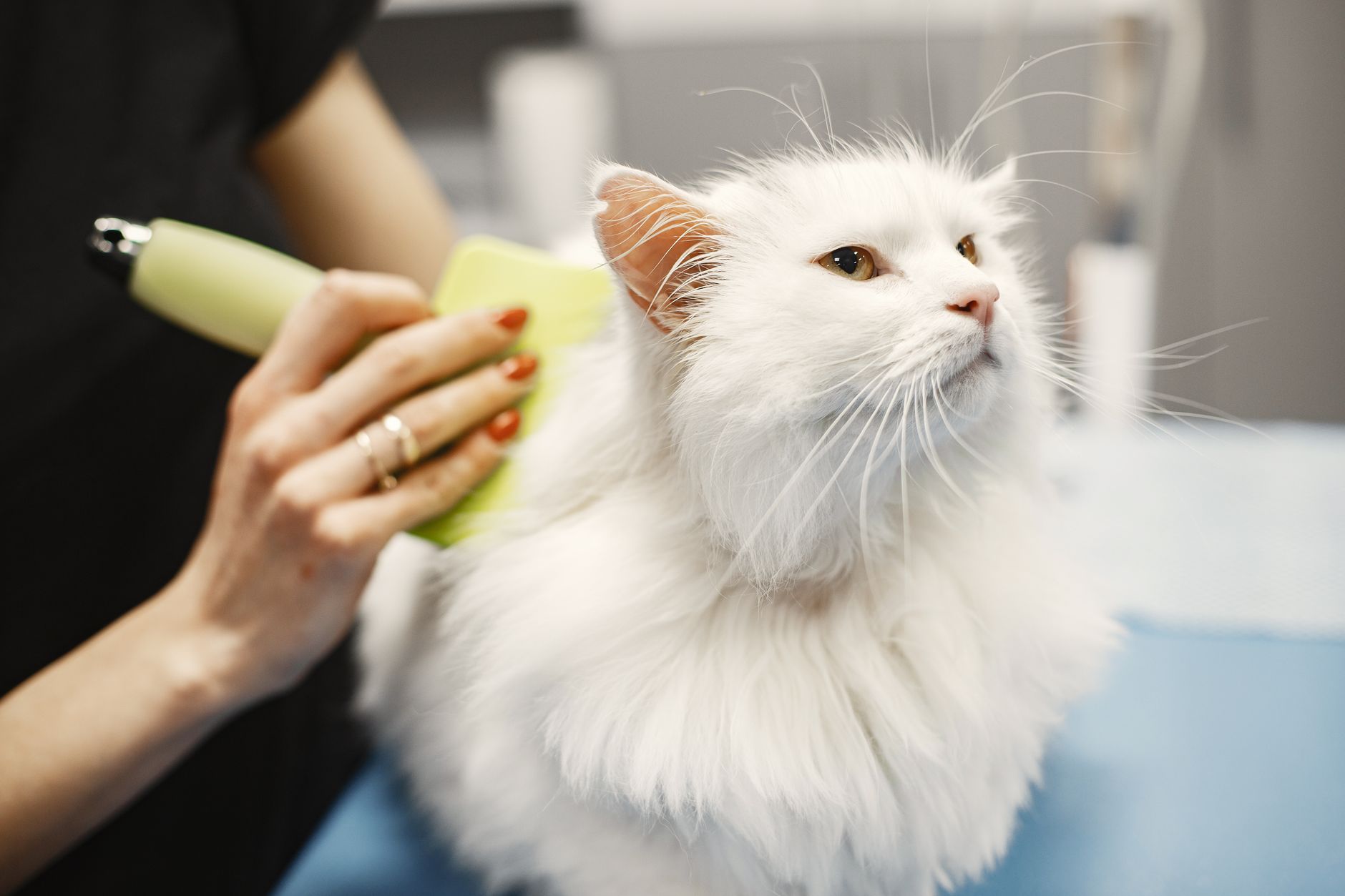 Giardien bei Katzen: Symptome, Behandlung und Vorbeugung
