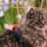 Giardien bei Katzen: Symptome, Behandlung und Vorbeugung