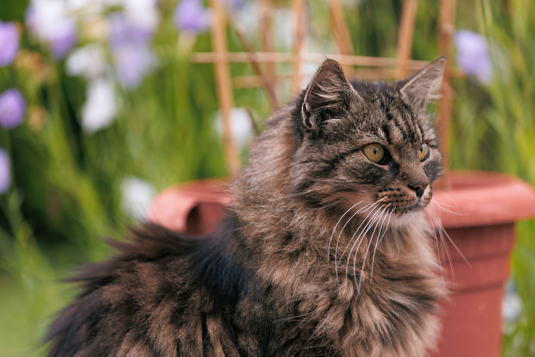 Giardien bei Katzen: Symptome, Behandlung und Vorbeugung