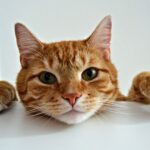 Intelligenzspielzeug für Katzen: Die besten Denkspiele und Fummelbretter