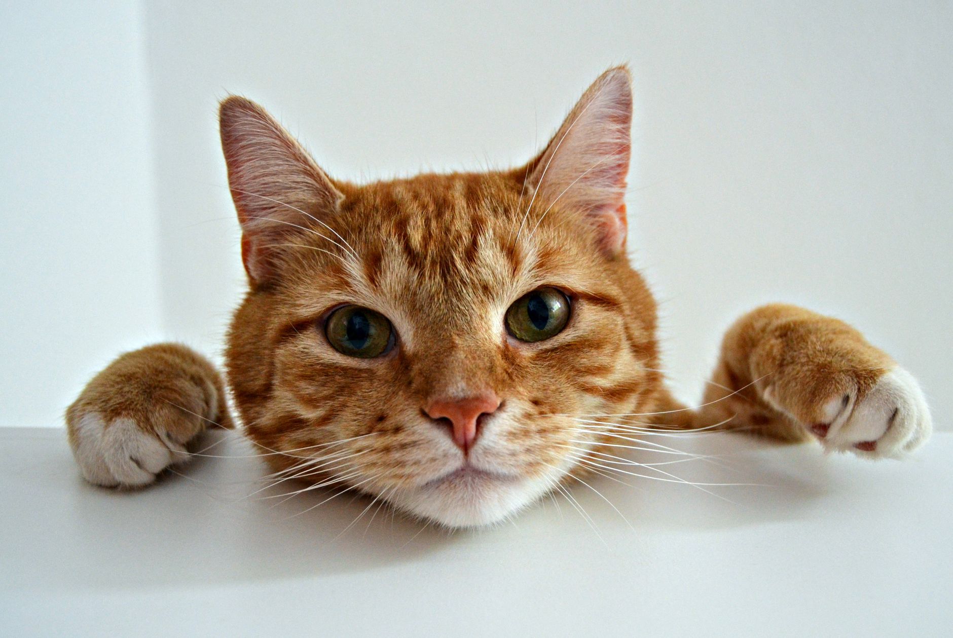 Intelligenzspielzeug für Katzen: Die besten Denkspiele und Fummelbretter
