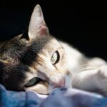 Kastration Katze: Kosten, Ablauf und was danach zu beachten ist Kastration Katze: Kosten, Ablauf und was danach zu beachten ist