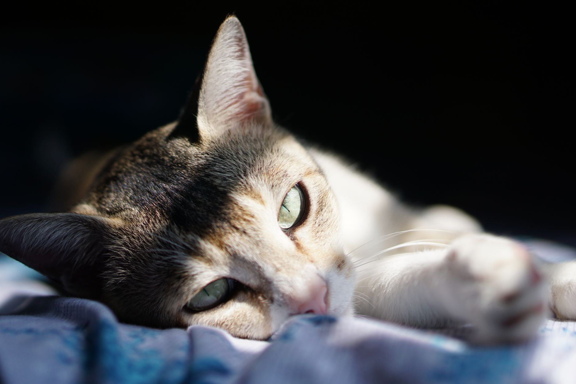 Kastration Katze: Kosten, Ablauf und was danach zu beachten ist