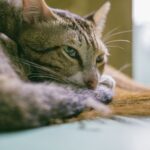 Kastration Katze: Kosten, Ablauf und was du wissen musst