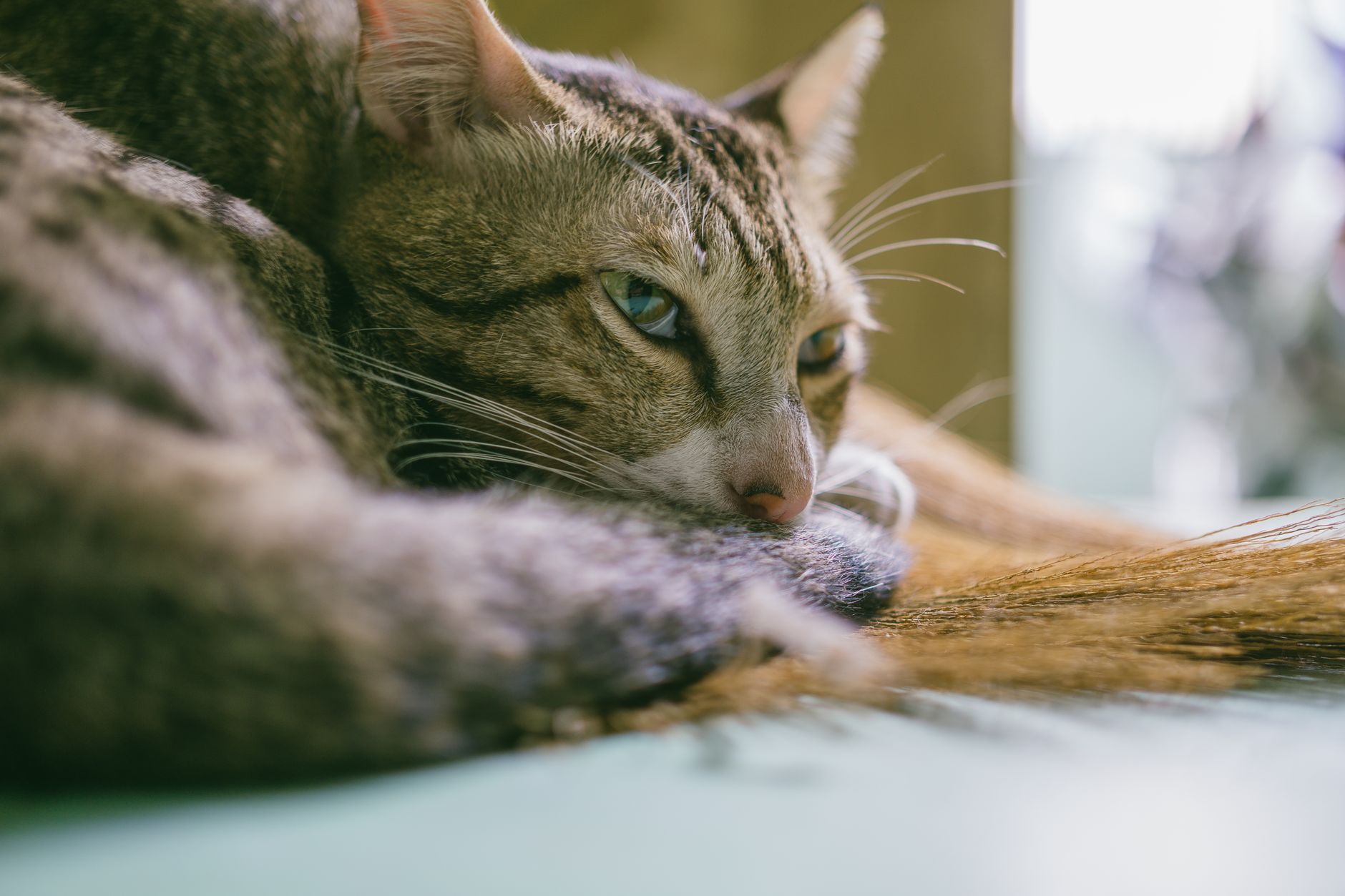Kastration Katze: Kosten, Ablauf und was du wissen musst