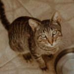 Katze Durchfall: Ursachen, Hausmittel und wann zum Tierarzt