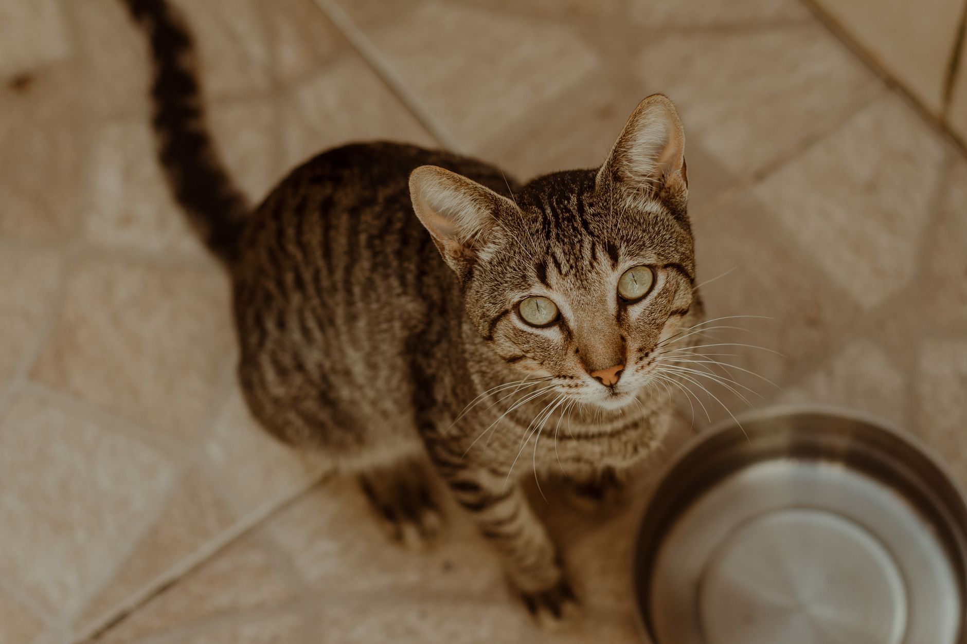 Katze Durchfall: Ursachen, Hausmittel und wann zum Tierarzt
