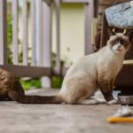 Katze Durchfall: Ursachen, Hausmittel und wann zum Tierarzt