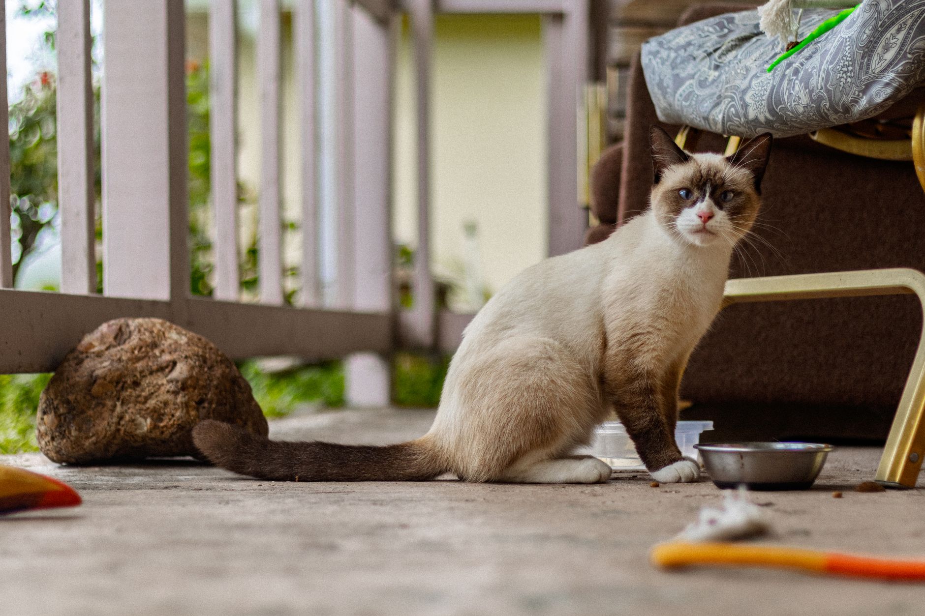 Katze Durchfall: Ursachen, Hausmittel und wann zum Tierarzt