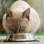 Katze Ernährung: Der komplette Leitfaden für eine artgerechte Fütterung
