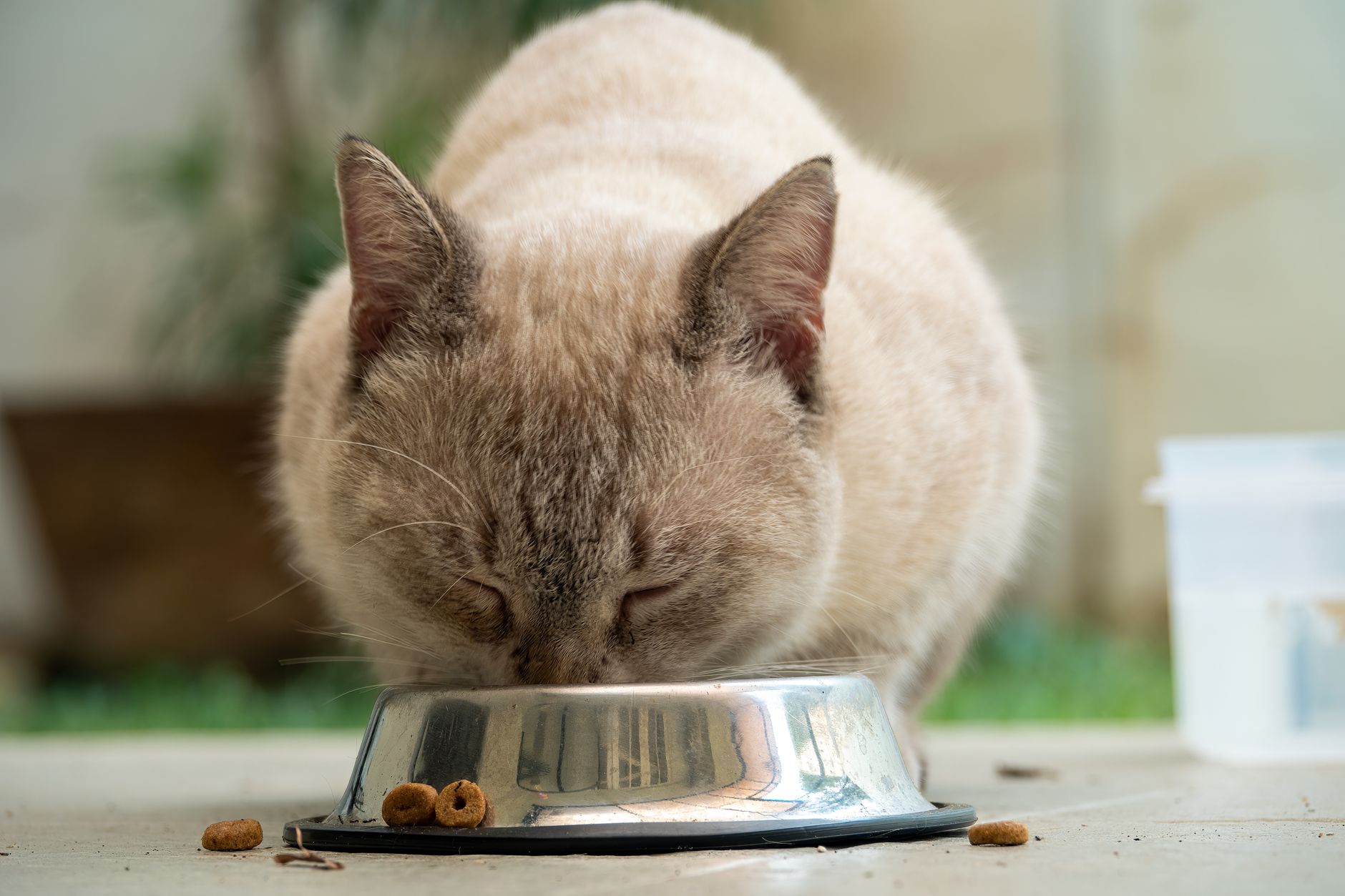 Katze Ernährung: Der komplette Leitfaden für eine artgerechte Fütterung