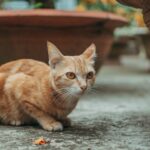 Katze Ernährung: Was Katzen wirklich brauchen und wie du sie richtig fütterst