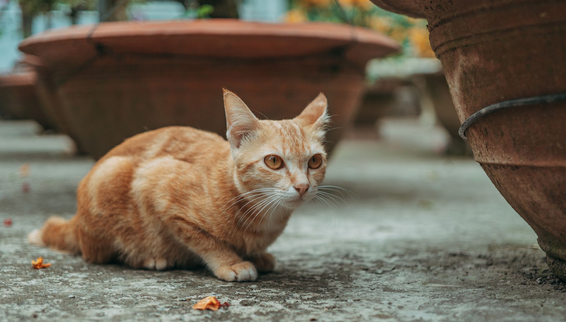 Katze Ernährung: Was Katzen wirklich brauchen und wie du sie richtig fütterst
