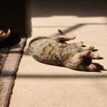 Katze trinkt wenig: Ursachen, Risiken und was du jetzt tun kannst