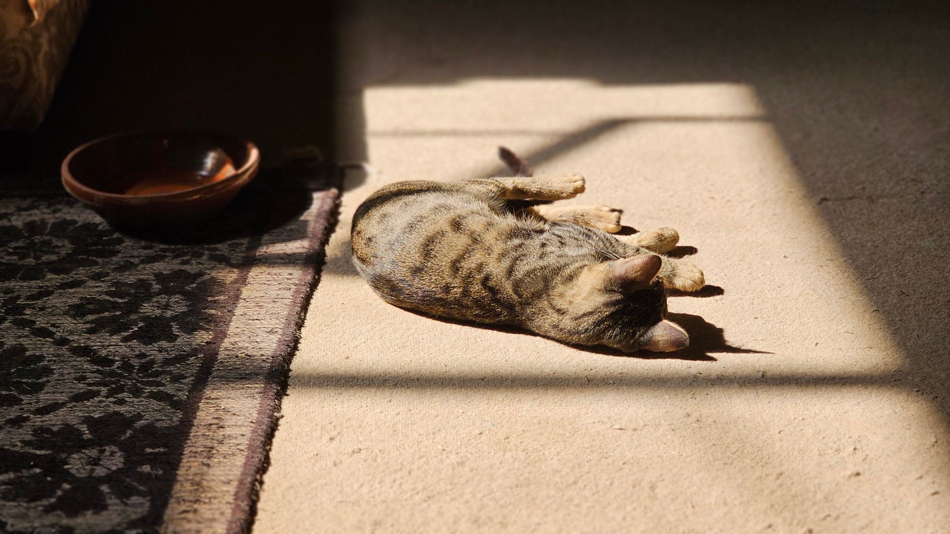 Katze trinkt wenig: Ursachen, Risiken und was du jetzt tun kannst