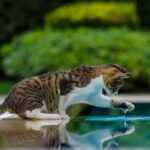Katze zum Trinken animieren: 11 Methoden, die wirklich funktionieren Katze zum Trinken animieren: 11 Methoden, die wirklich funktionieren