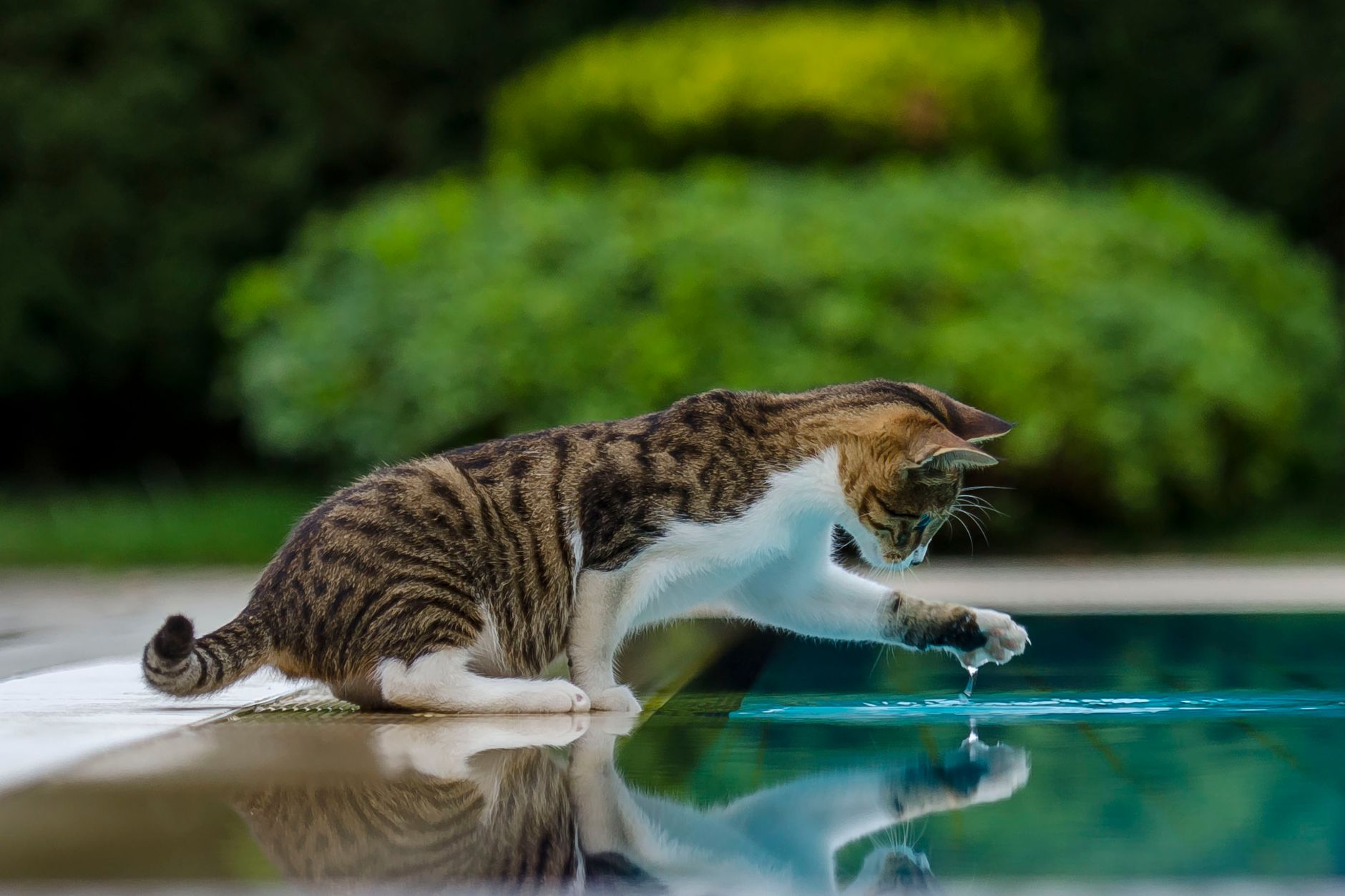 Katze zum Trinken animieren: 11 Methoden, die wirklich funktionieren