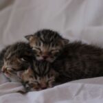 Katzenbabys: Alles über Pflege, Ernährung und Entwicklung