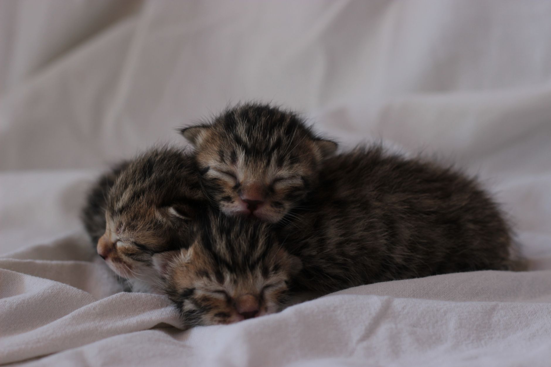 Katzenbabys: Alles über Pflege, Ernährung und Entwicklung
