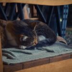 Katzenbett: So findest du das perfekte Schlafplatz für deine Katze