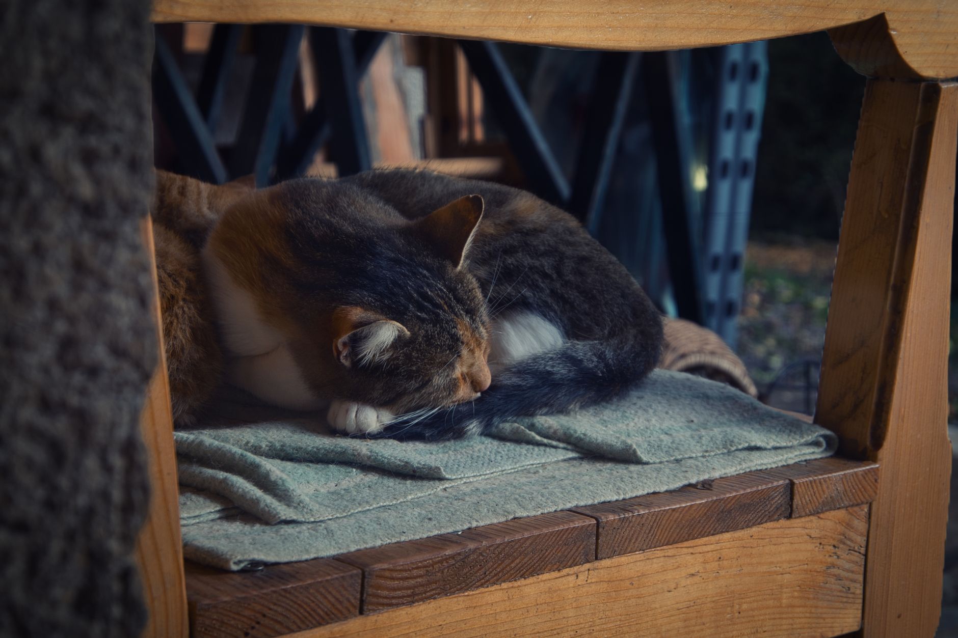 Katzenbett: So findest du das perfekte Schlafplatz für deine Katze